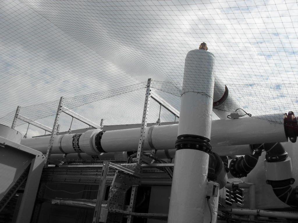Bird Control in Blackpool, Lancashire